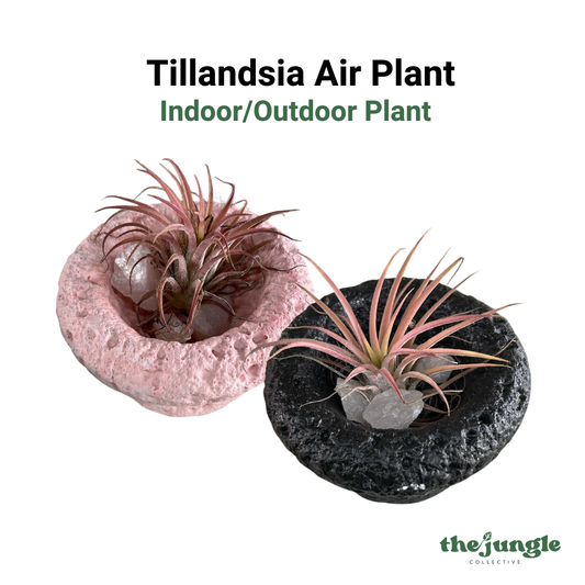 Tillandsia Air Plant, Indoor/Outdoor Plant