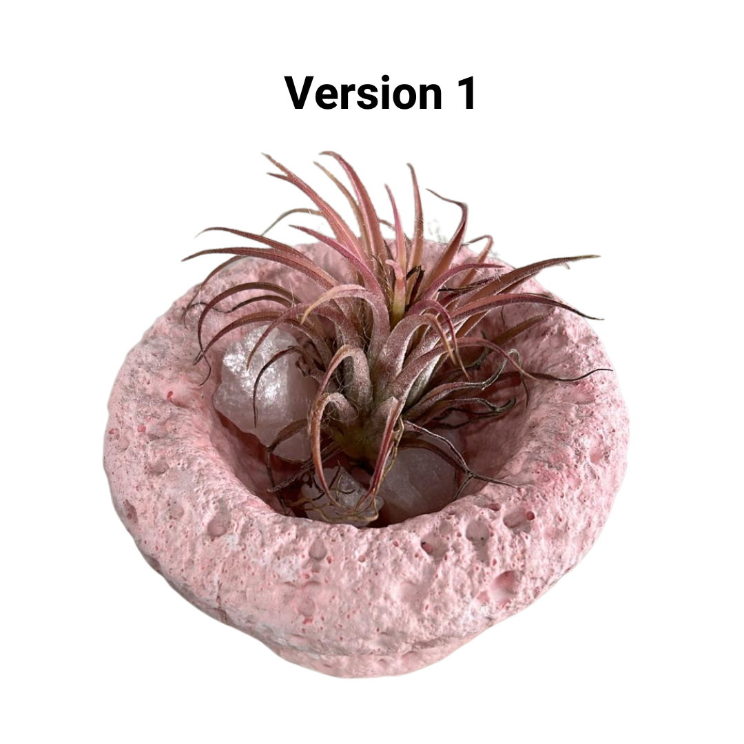 Tillandsia Air Plant, Indoor/Outdoor Plant