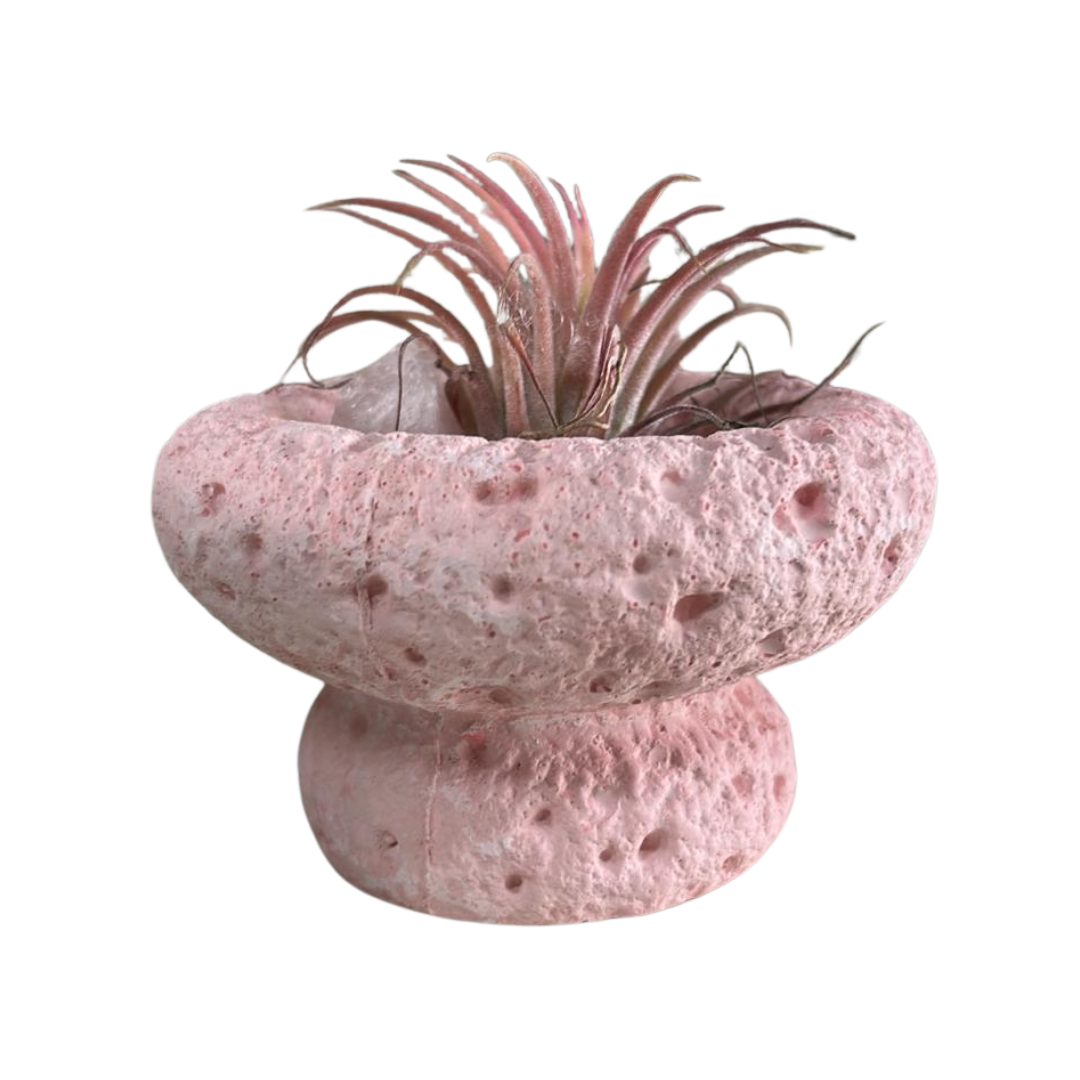 Tillandsia Air Plant, Indoor/Outdoor Plant
