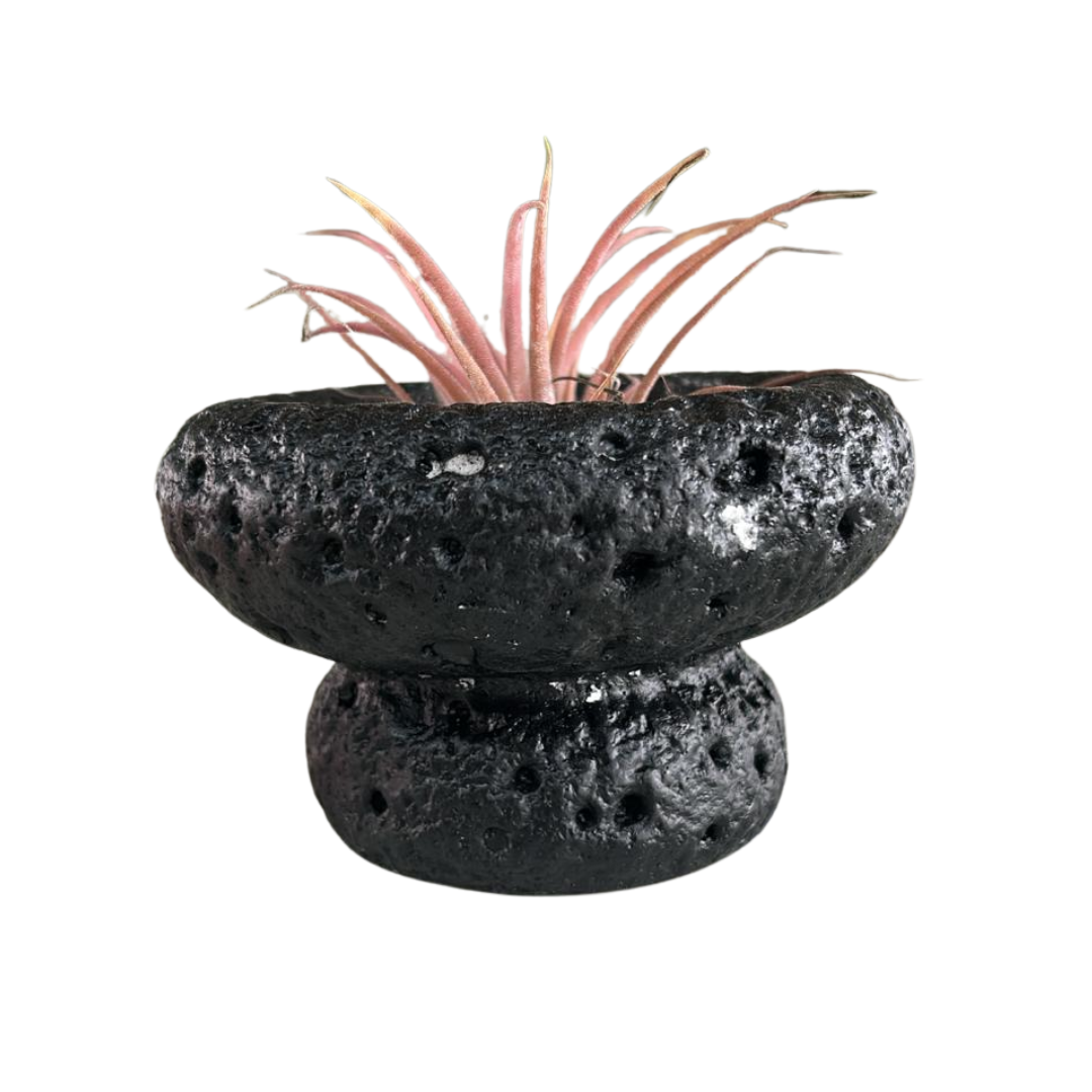 Tillandsia Air Plant, Indoor/Outdoor Plant