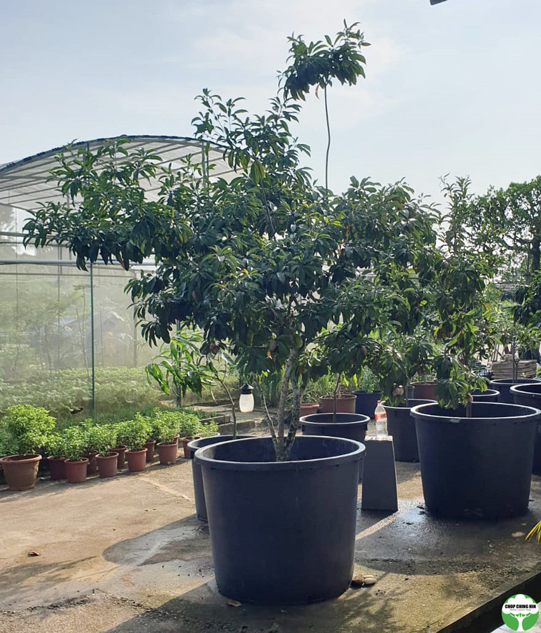 Manilkara zapota