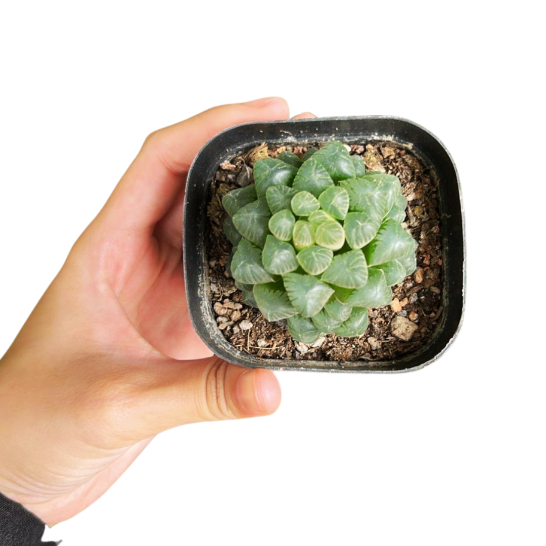 Haworthia Cooperi, Indoor/Outdoor Plant