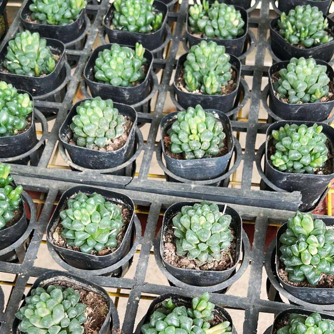 Haworthia Cooperi, Indoor/Outdoor Plant