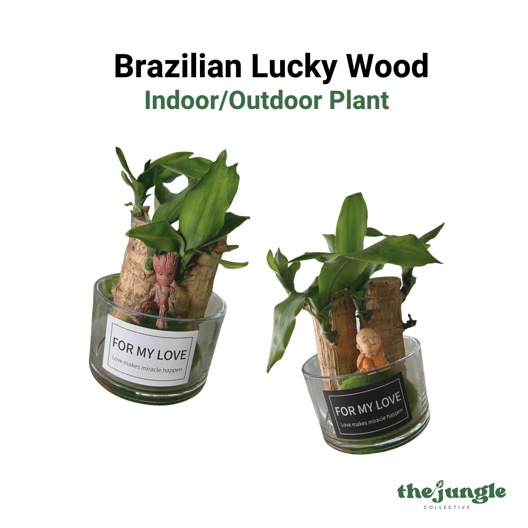 Brazilian Lucky Wood (Cute Laughing Buddha / Groot Character), Indoor/Outdoor Plant