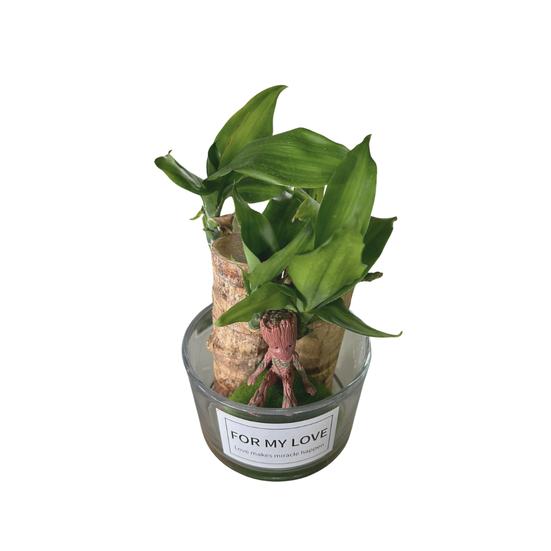 Brazilian Lucky Wood (Cute Laughing Buddha / Groot Character), Indoor/Outdoor Plant