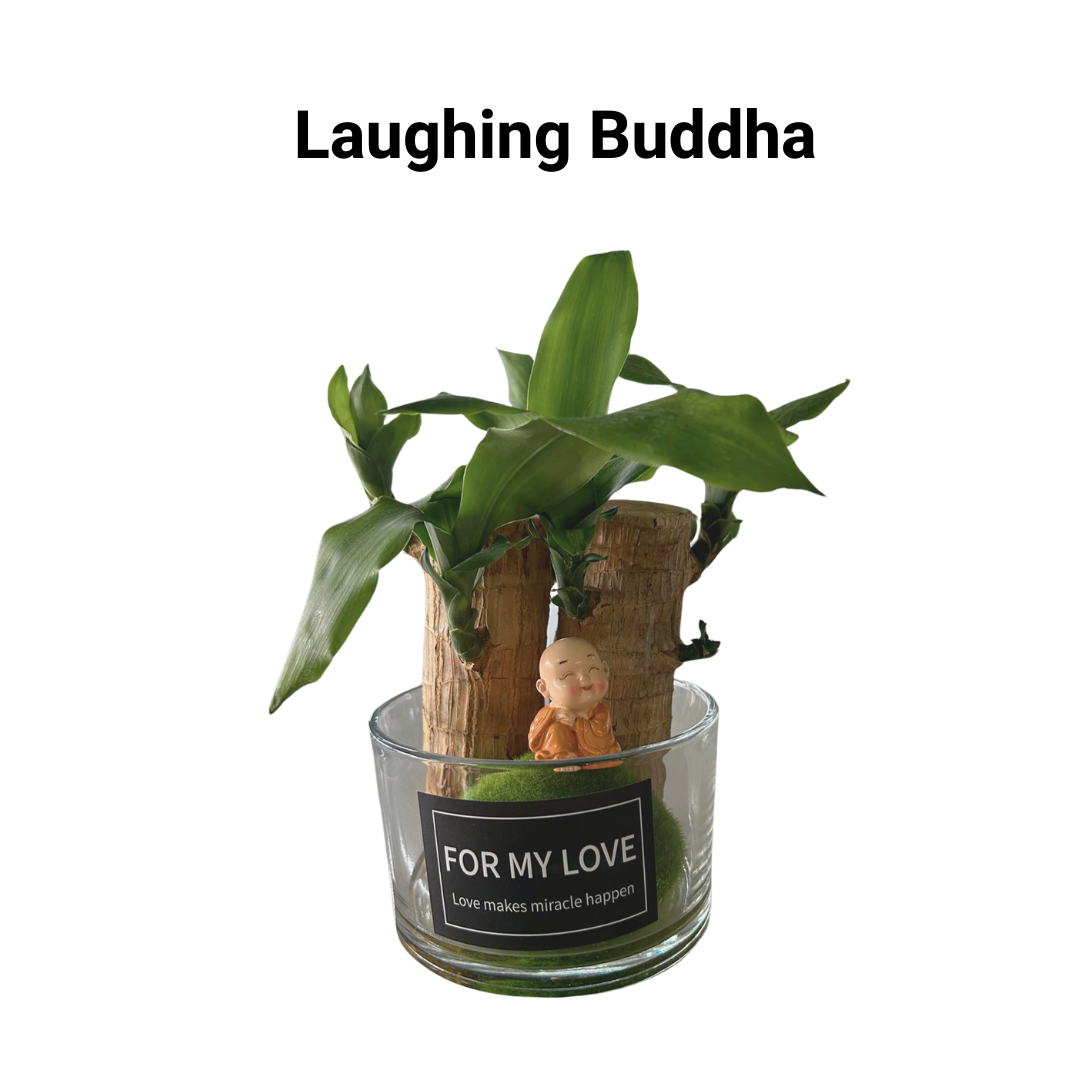Brazilian Lucky Wood (Cute Laughing Buddha / Groot Character), Indoor/Outdoor Plant