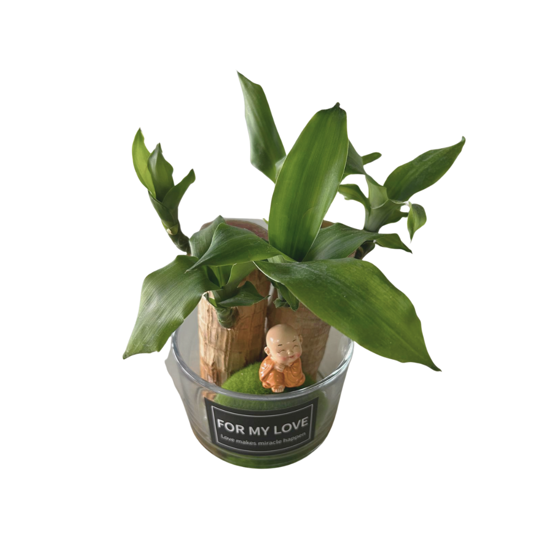 Brazilian Lucky Wood (Cute Laughing Buddha / Groot Character), Indoor/Outdoor Plant