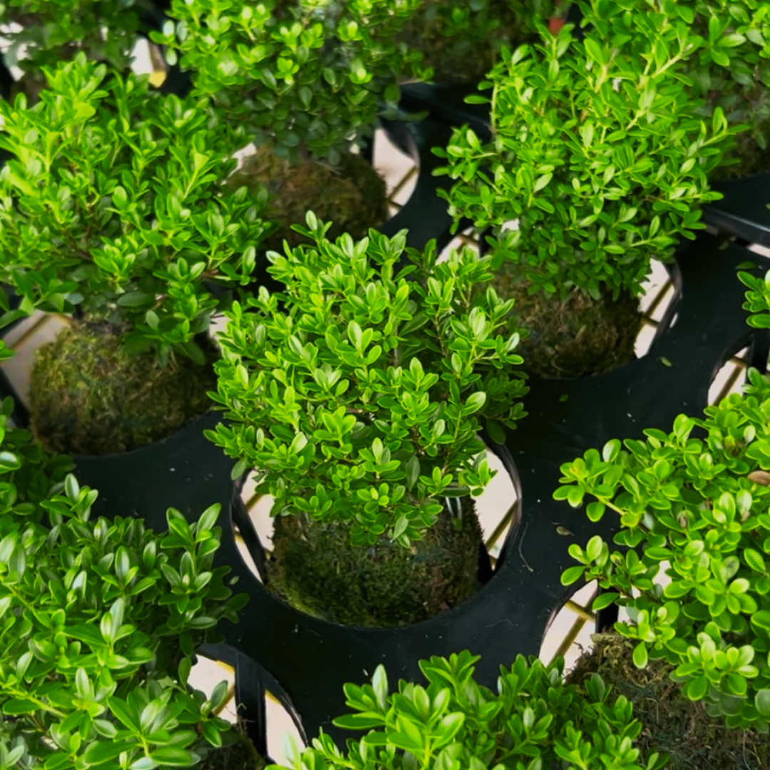 Buxus Harlandii Kokedama Bonsai, Indoor/Outdoor Plant
