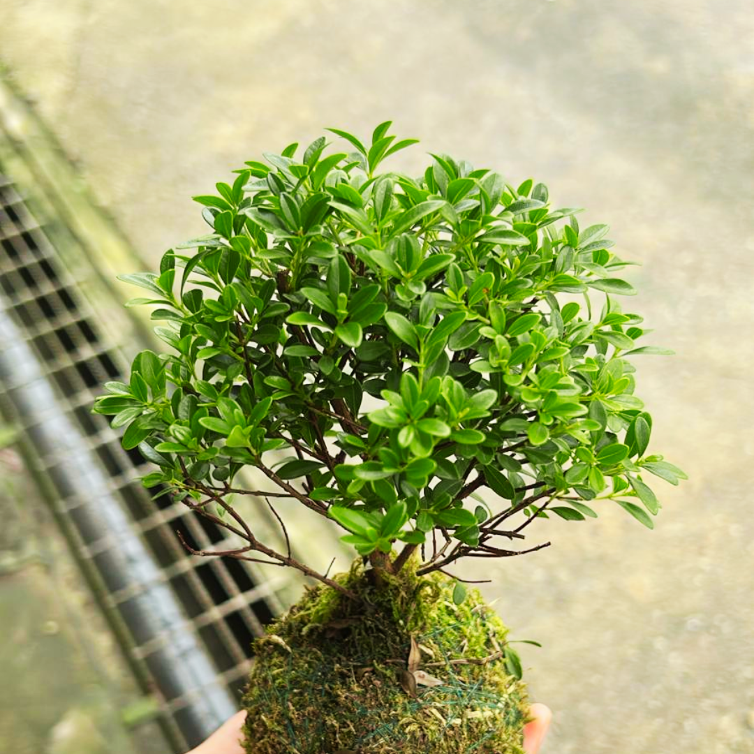 Buxus Harlandii Kokedama Bonsai, Indoor/Outdoor Plant