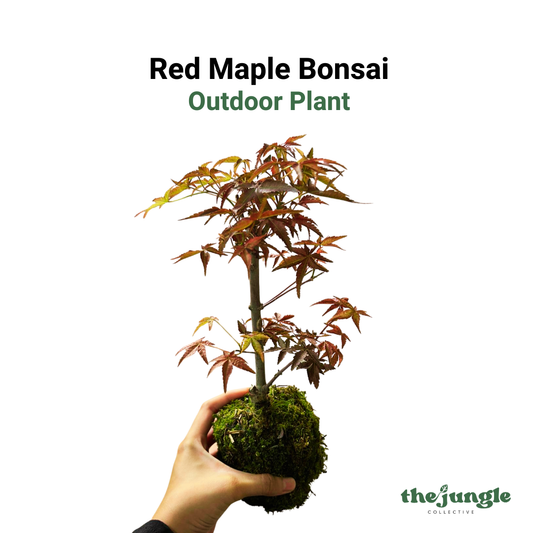 Red Maple Bonsai, Outdoor Plant