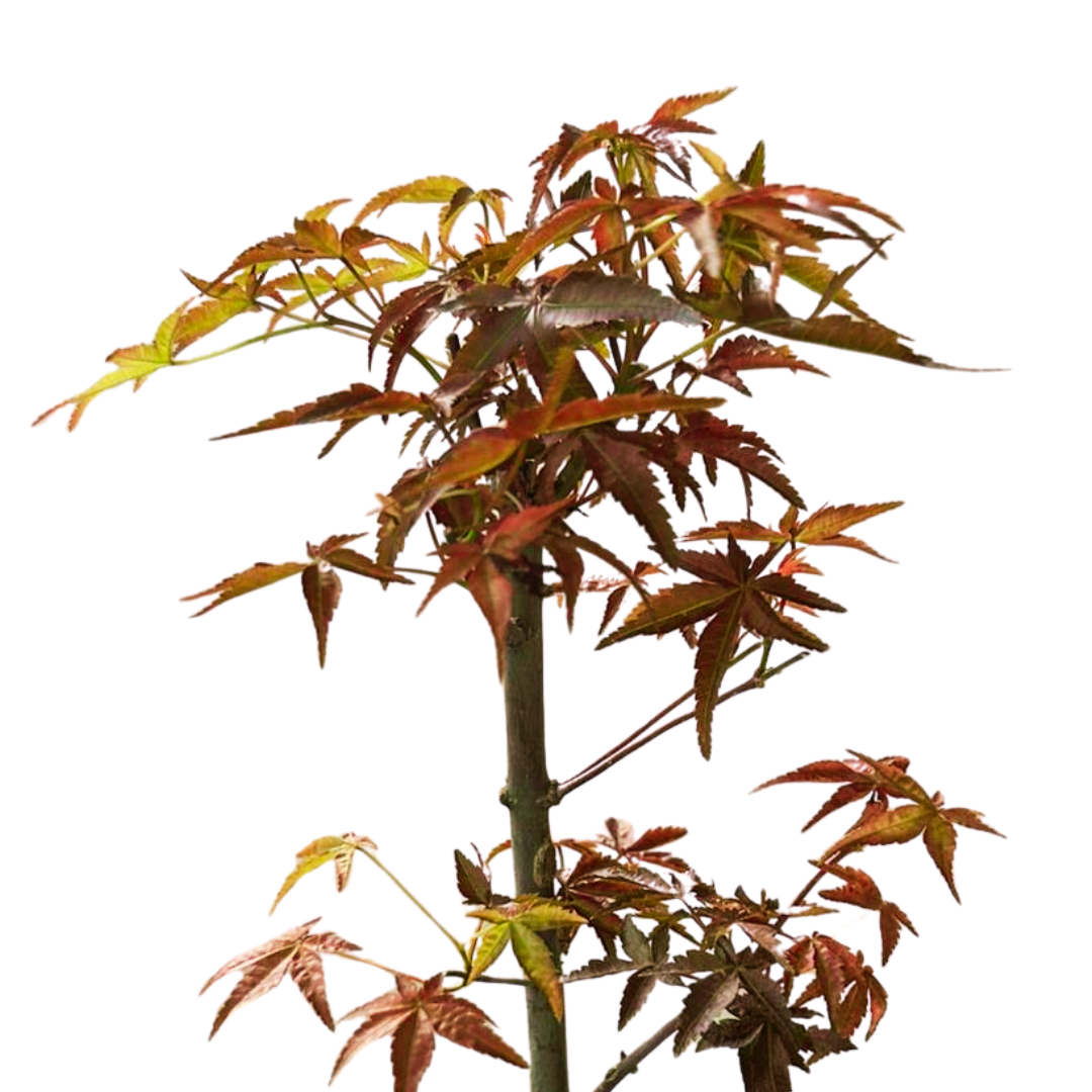 Red Maple Bonsai, Outdoor Plant