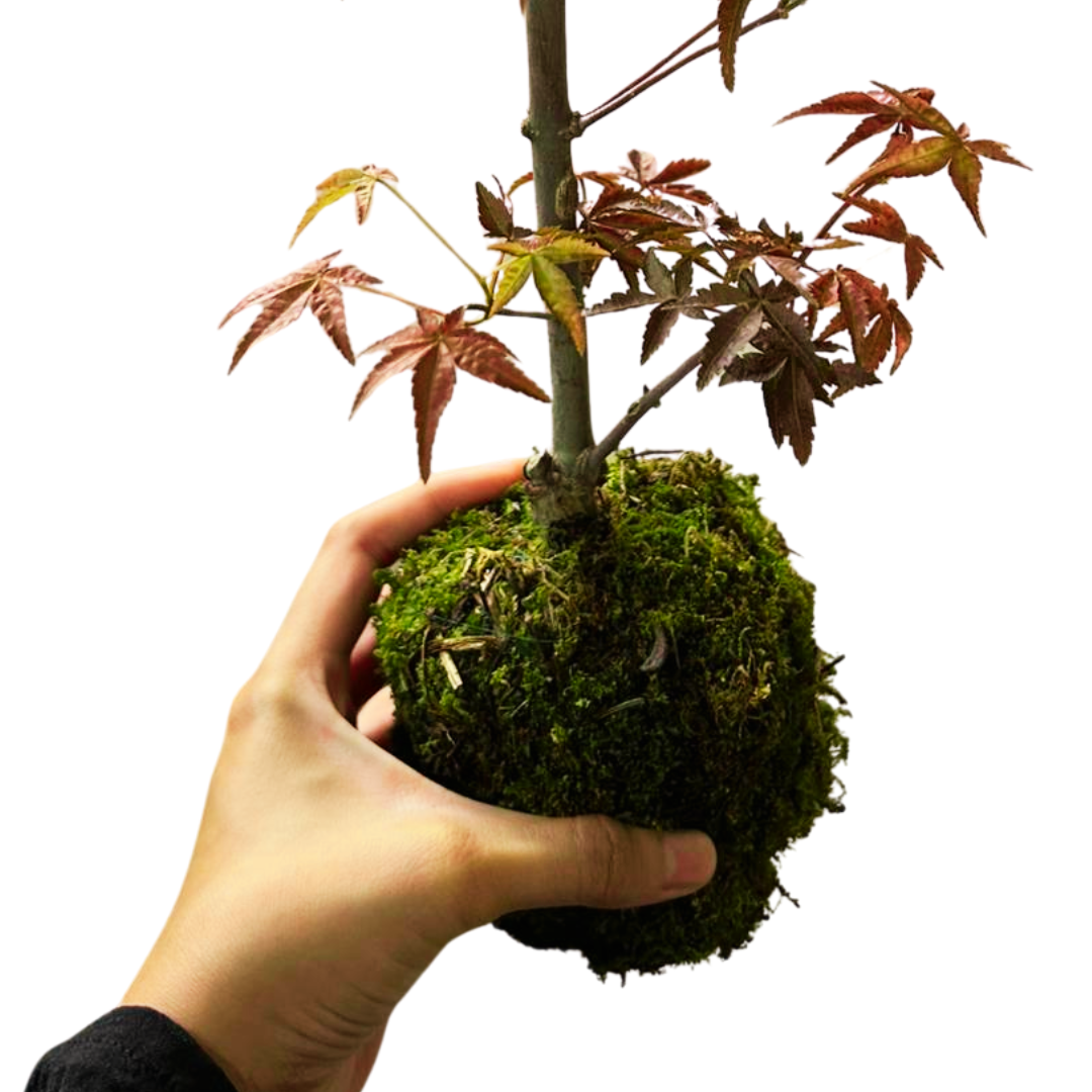 Red Maple Bonsai, Outdoor Plant