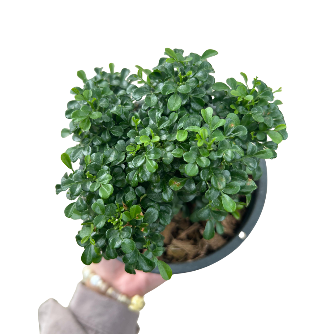 Dwarf Kamini Bonsai, Outdoor Plant