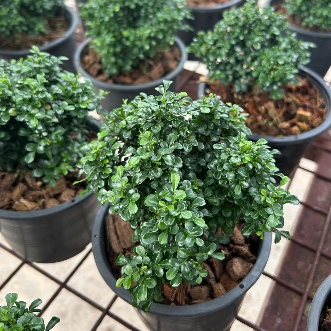 Dwarf Kamini Bonsai, Outdoor Plant