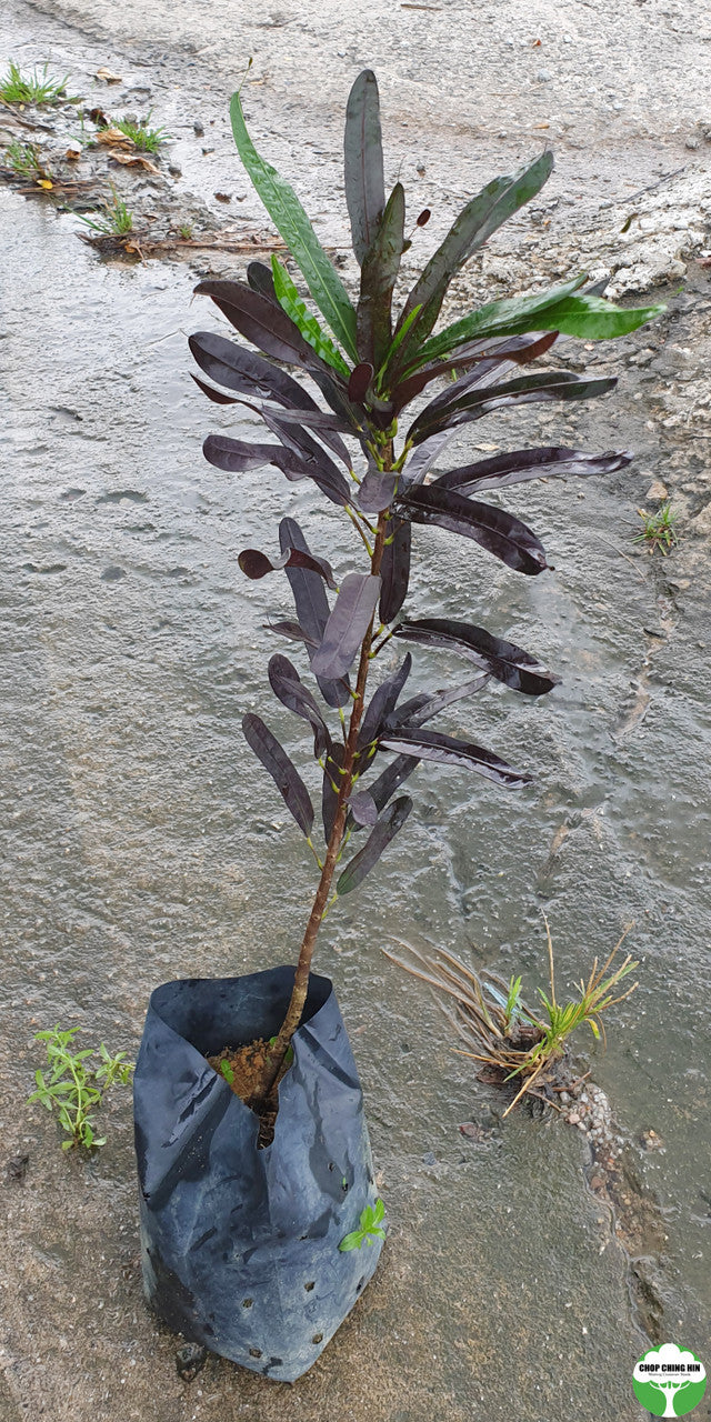 Codiaeum variegatum