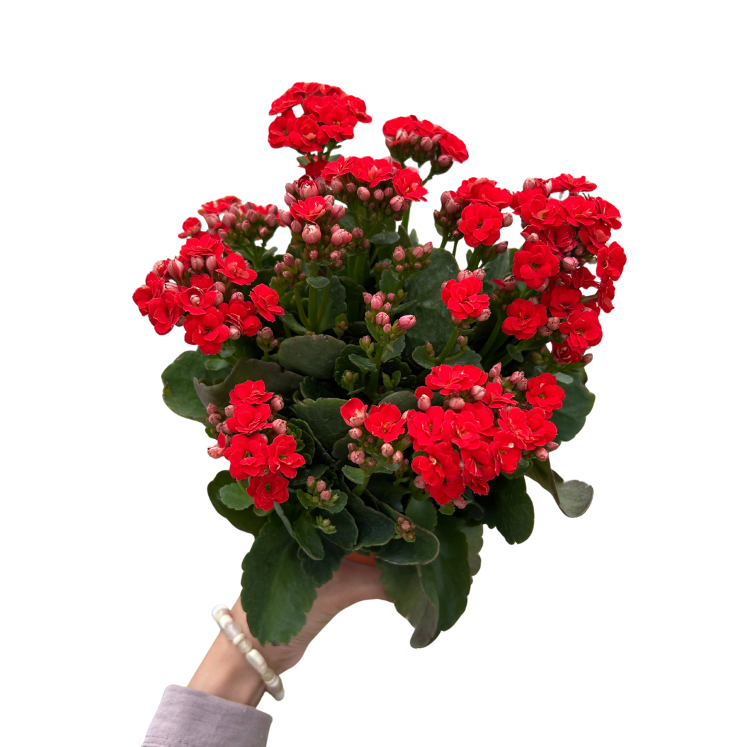 Kalanchoe, Indoor/Outdoor Plant