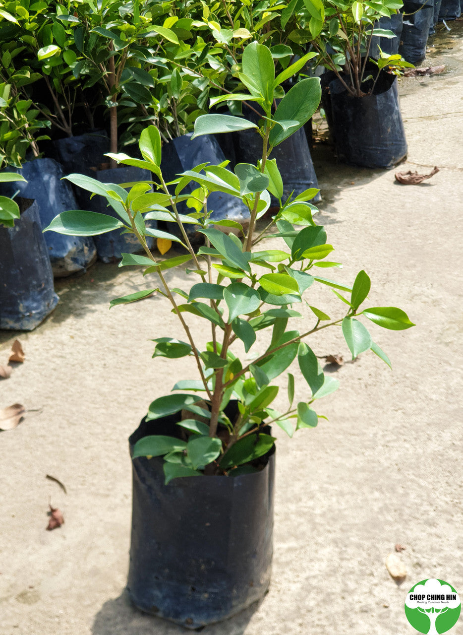 Ficus microcarpa 'Golden'
