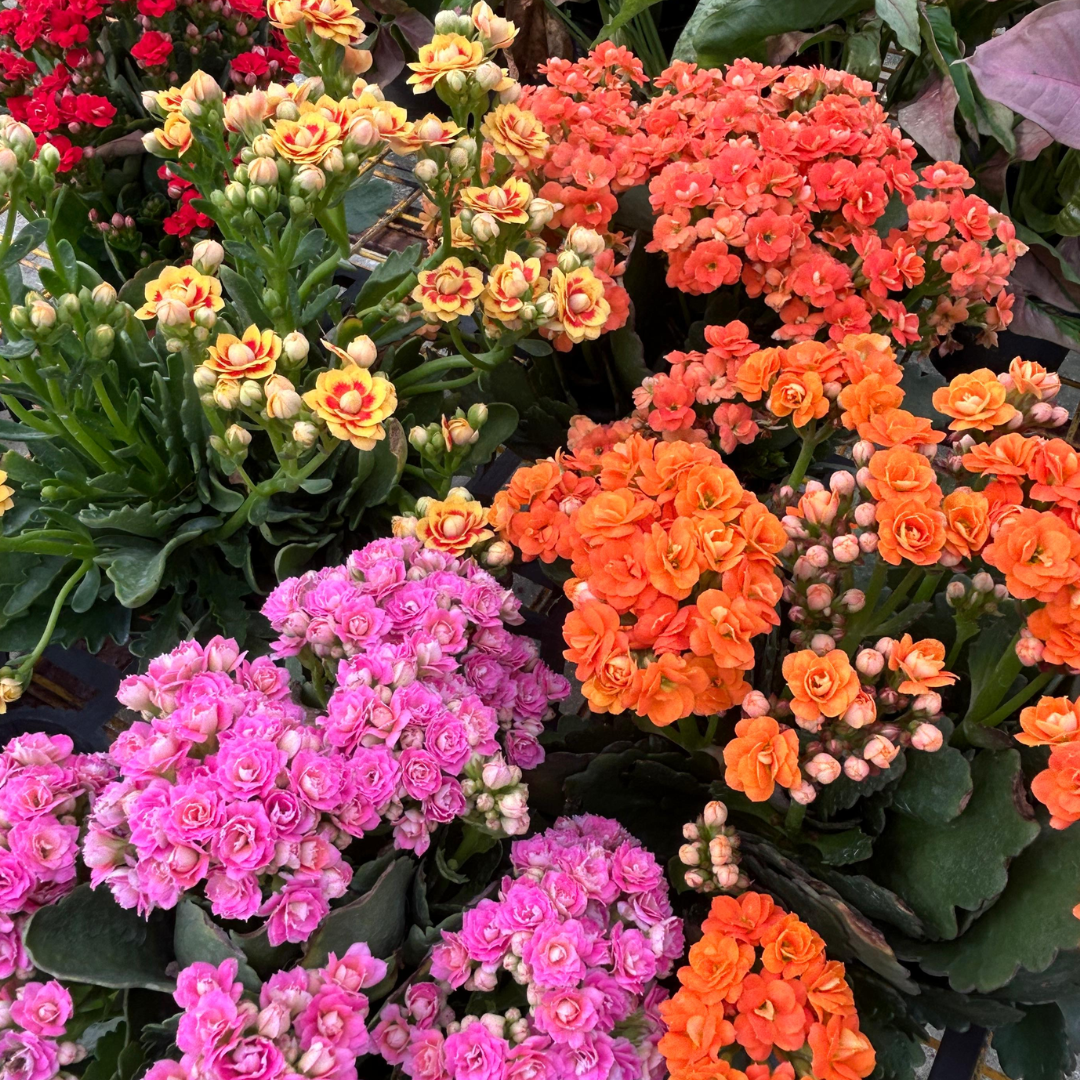 Kalanchoe, Indoor/Outdoor Plant