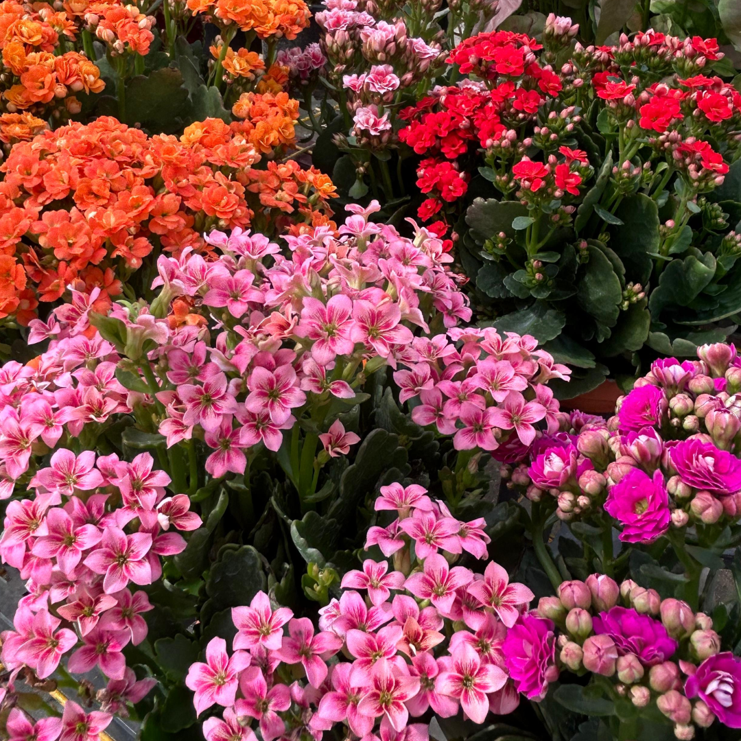 Kalanchoe, Indoor/Outdoor Plant