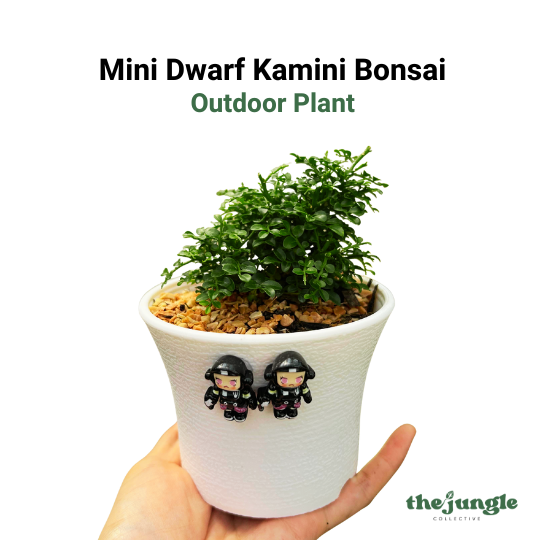 Mini Dwarf Kamini Bonsai, Outdoor Plant