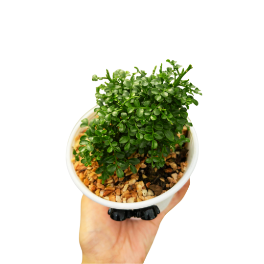 Mini Dwarf Kamini Bonsai, Outdoor Plant