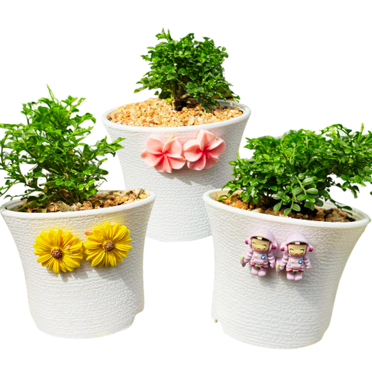 Mini Dwarf Kamini Bonsai, Outdoor Plant