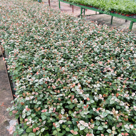 Asiatic Jasmine ‘Snow Cap’, Outdoor Plant