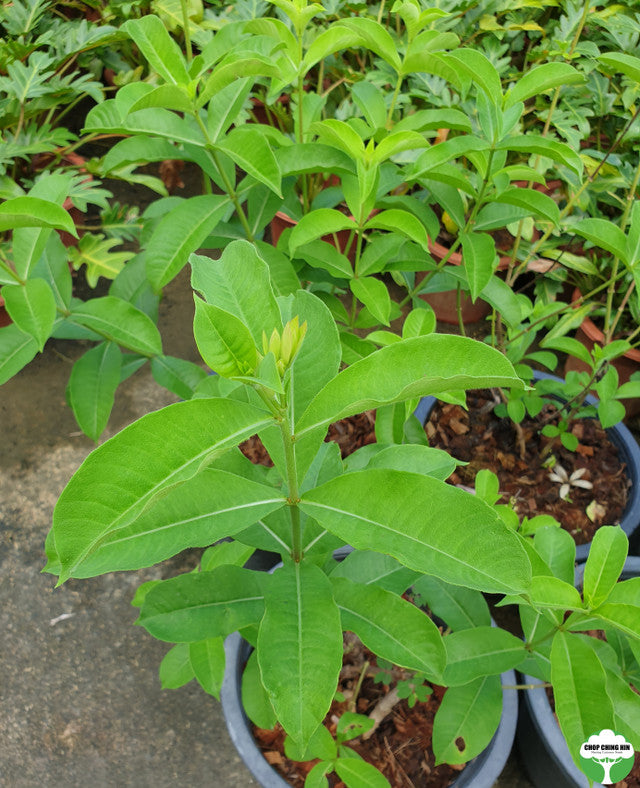 Allamanda cathartica 'Cherries Jubilee'
