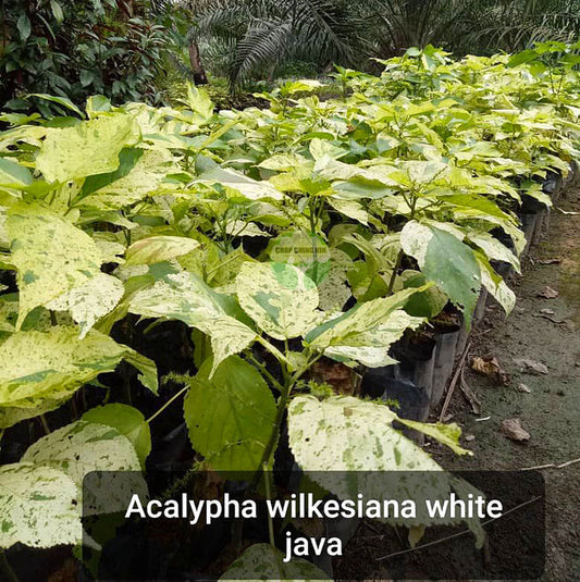 Acalypha wilkesiana 'Java White'