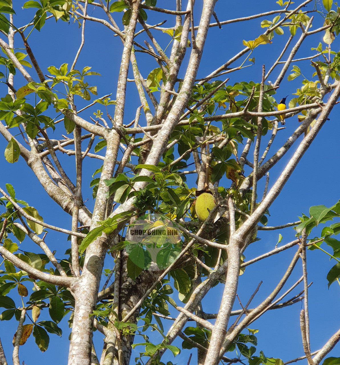 Adansonia digitata