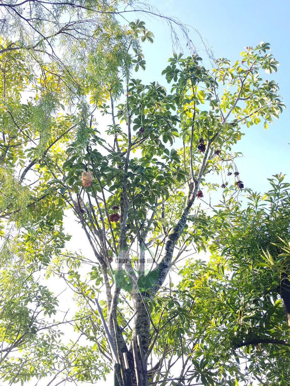 Adansonia digitata