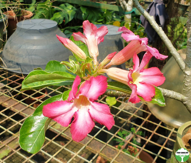 Adenium spp.
