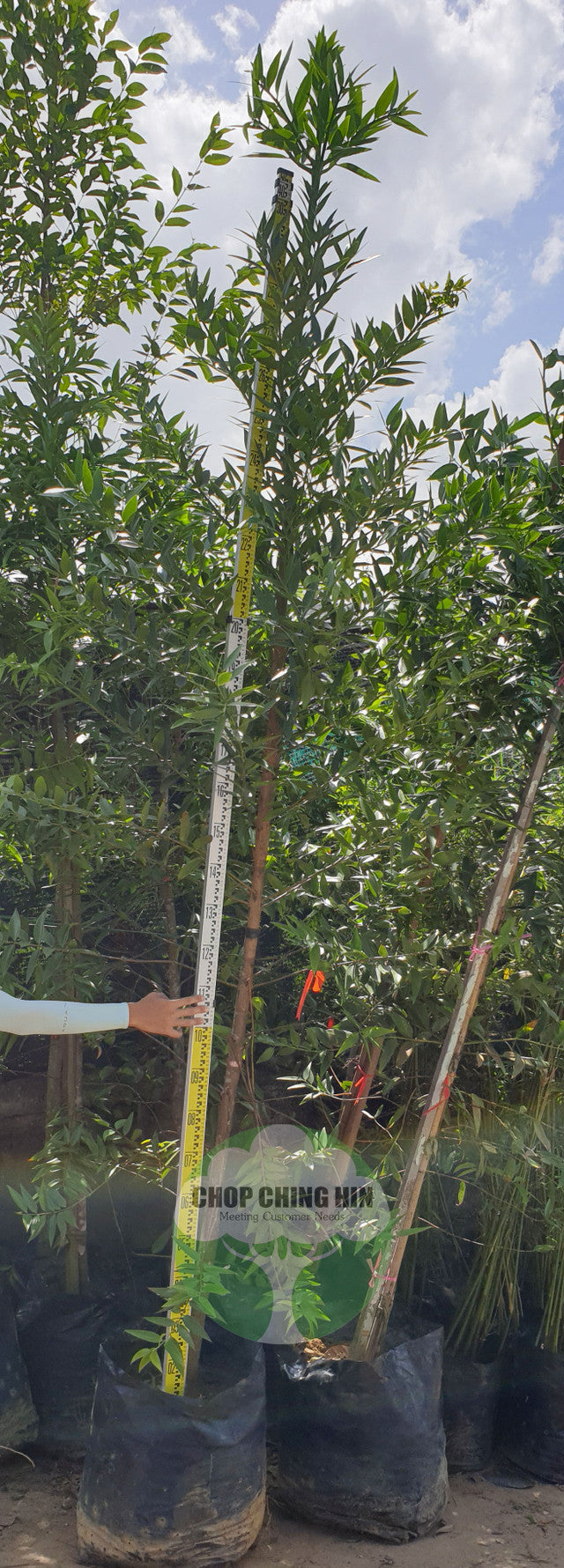Agathis borneensis