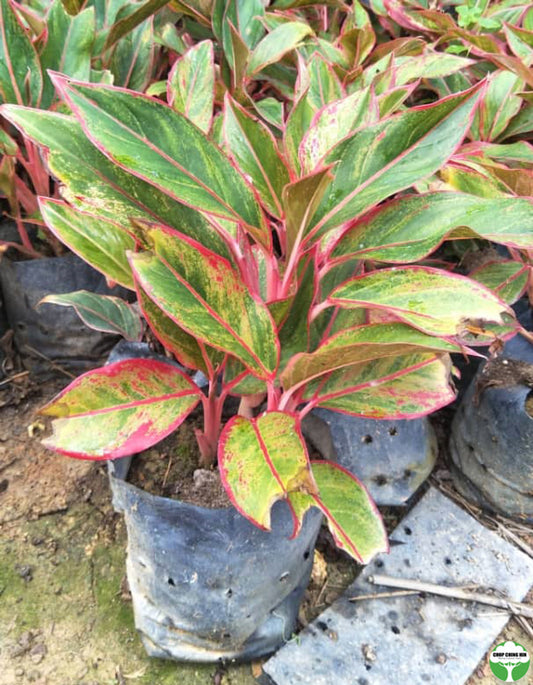 Aglaonema "Crete"