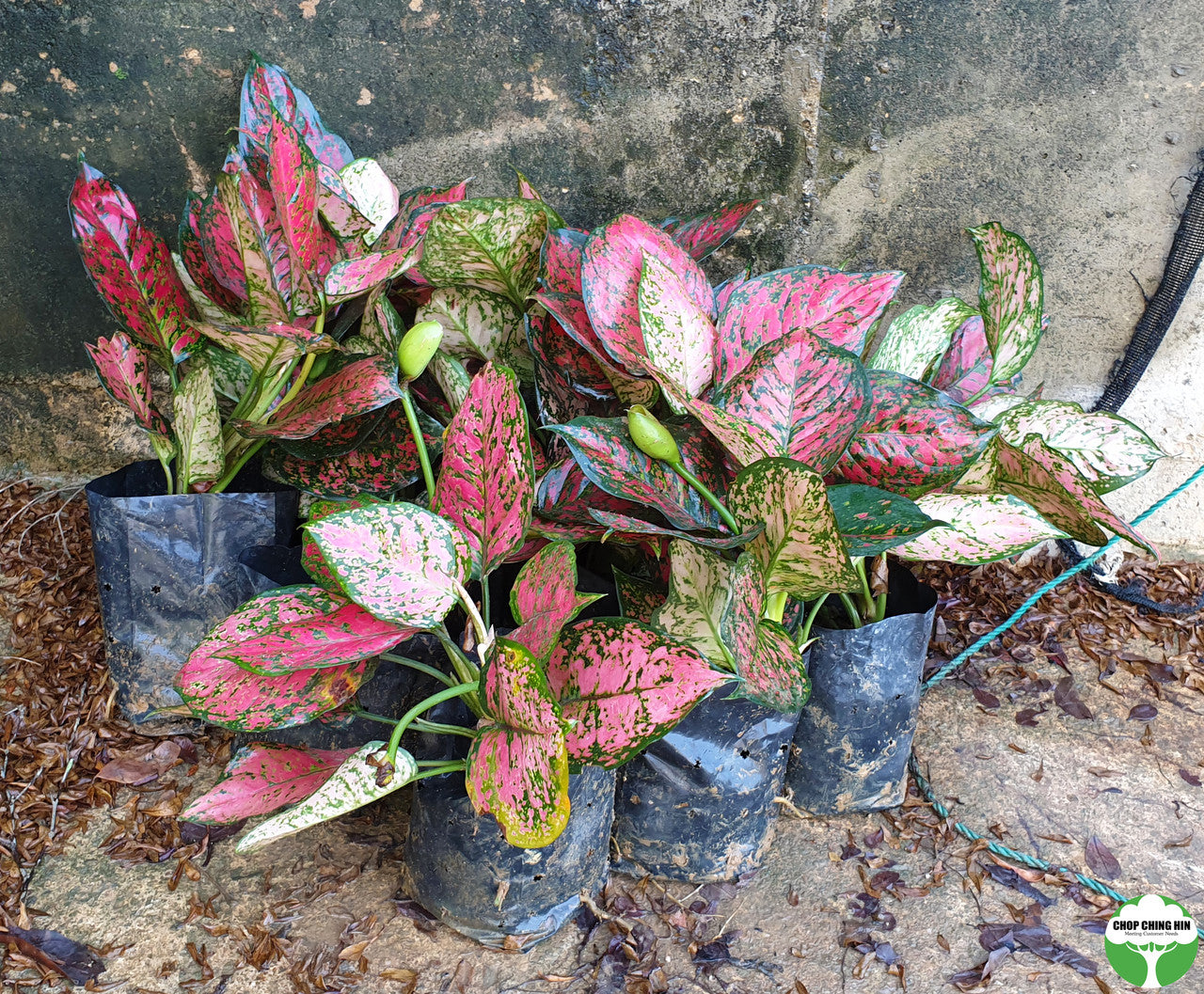 Aglaonema 'Dud Unyamanee'