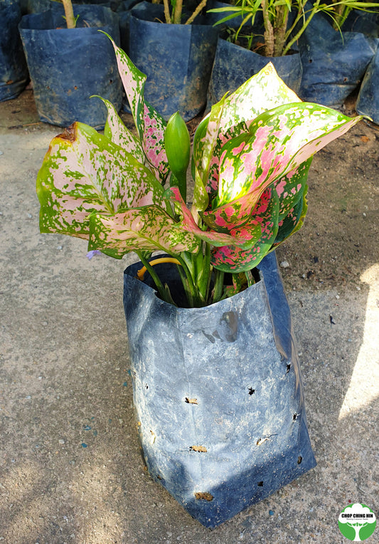 Aglaonema 'Dud Unyamanee'