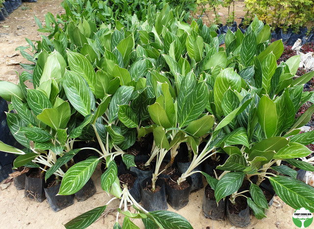 Aglaonema 'White Stem'