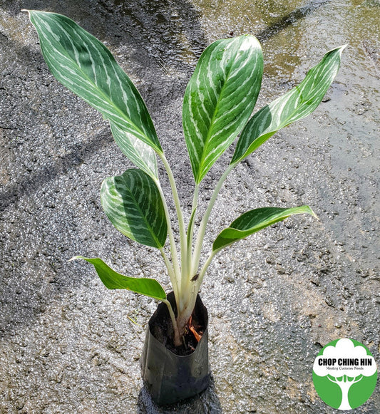 Aglaonema 'White Stem'