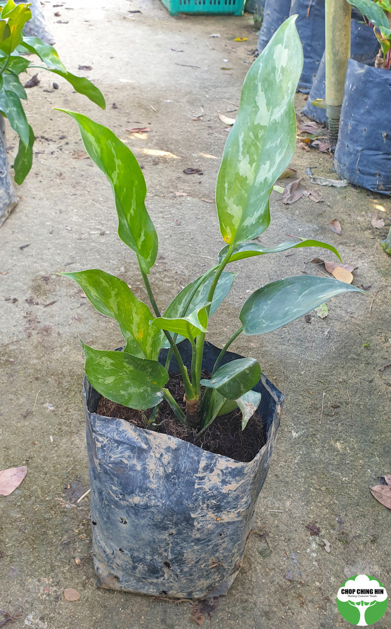 aglaonema commutatum & 39 Aglaonema commutatum 'Tricolor' – Chop Ching Hin Pte Ltd