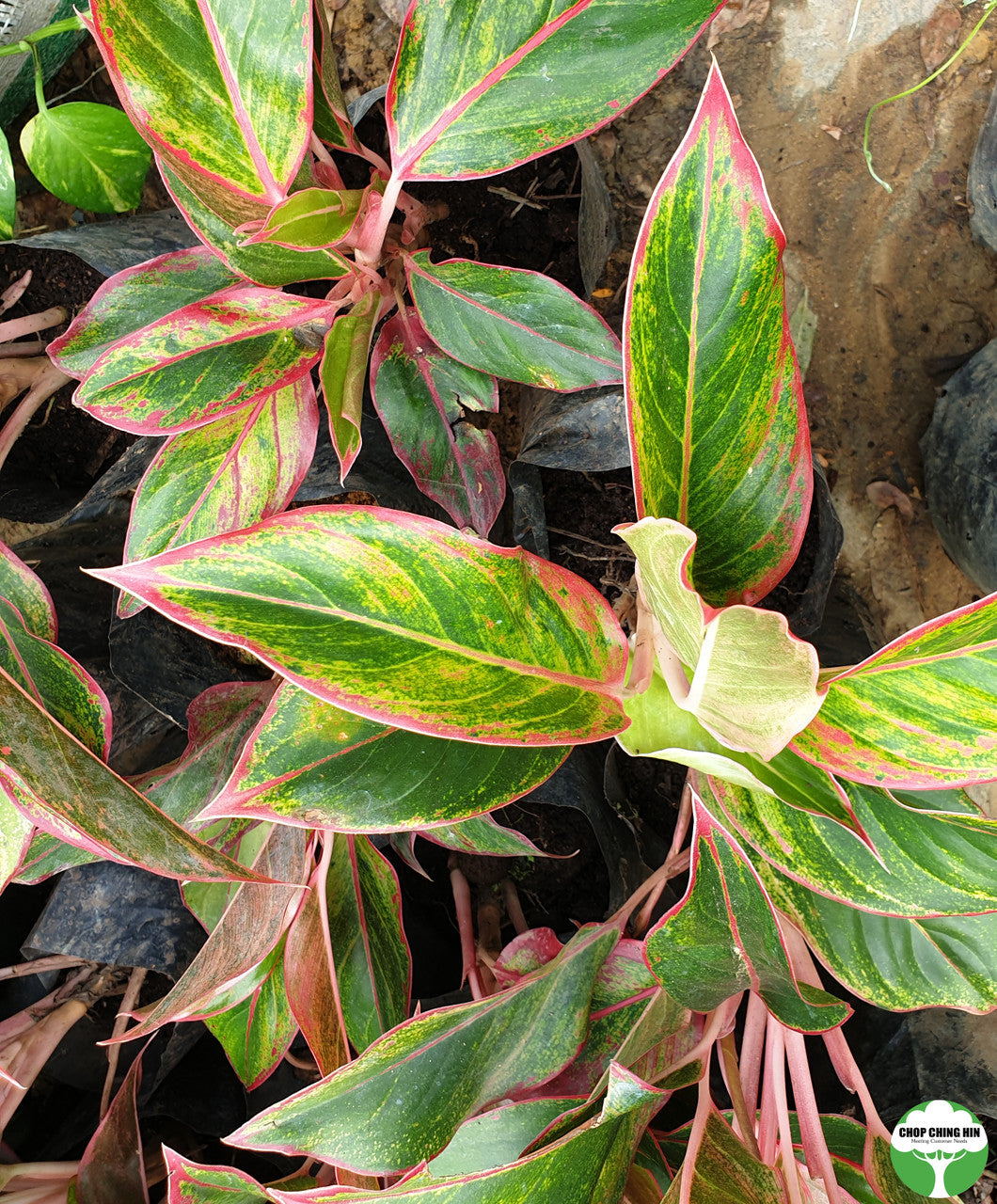Aglaonema "Crete"