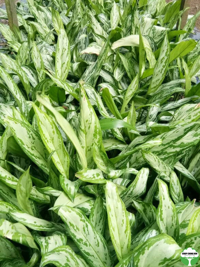 Aglaonema nitidum 'Silver Queen'