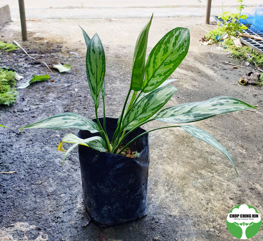 Aglaonema nitidum 'Silver Queen'