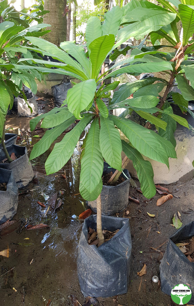 Agrostistachys longifolia