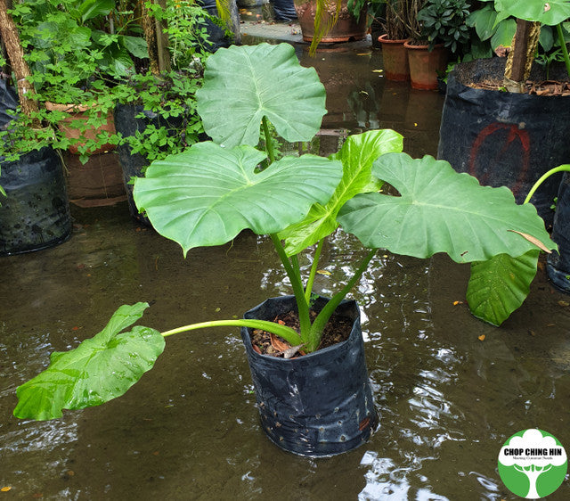 Alocasia macrorrhizos