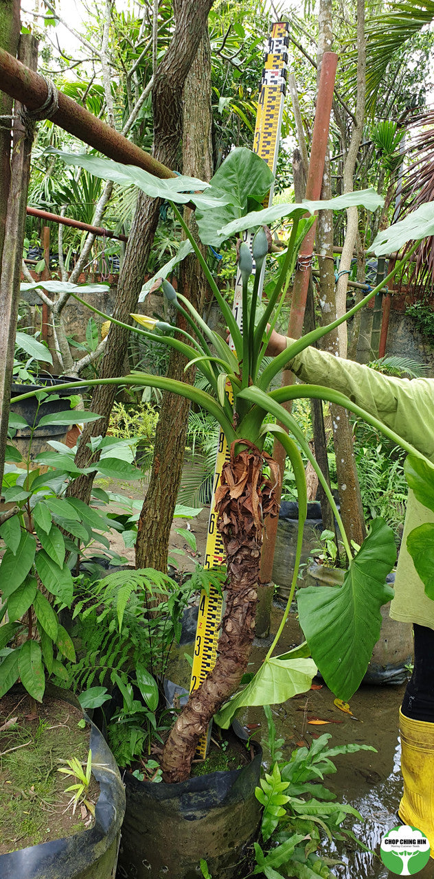Alocasia macrorrhizos