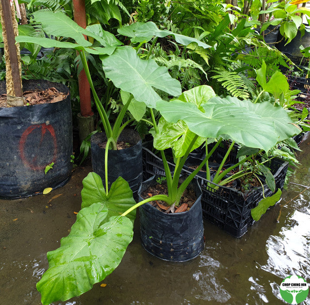 Alocasia macrorrhizos