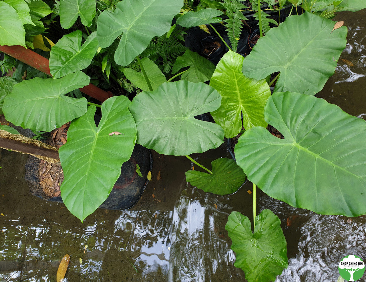 Alocasia macrorrhizos