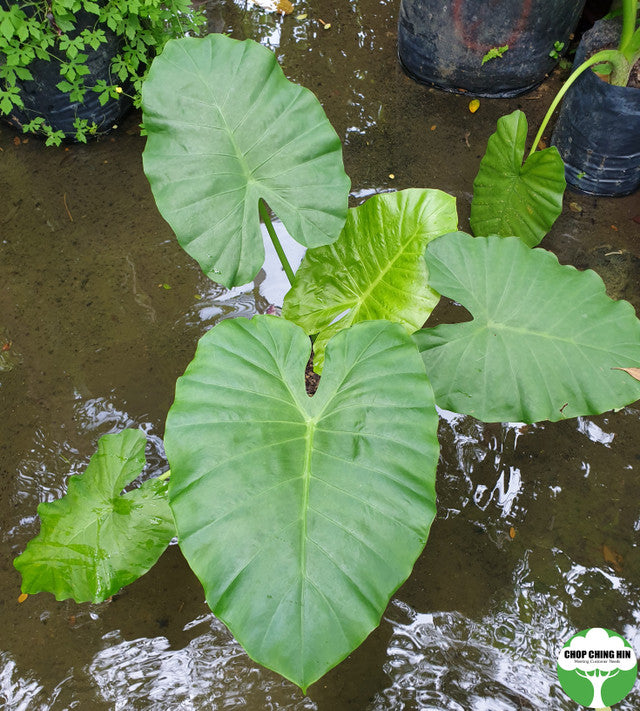 Alocasia macrorrhizos