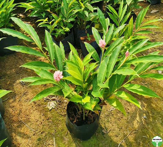 Alpinia purpurata 'Jungle Queen'