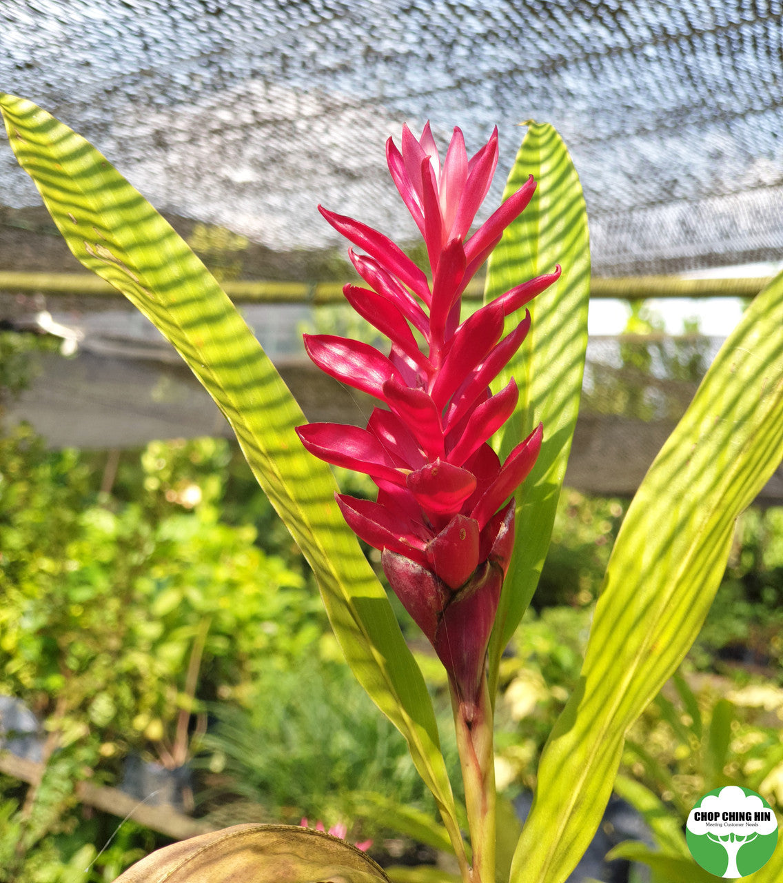 Alpinia purpurata